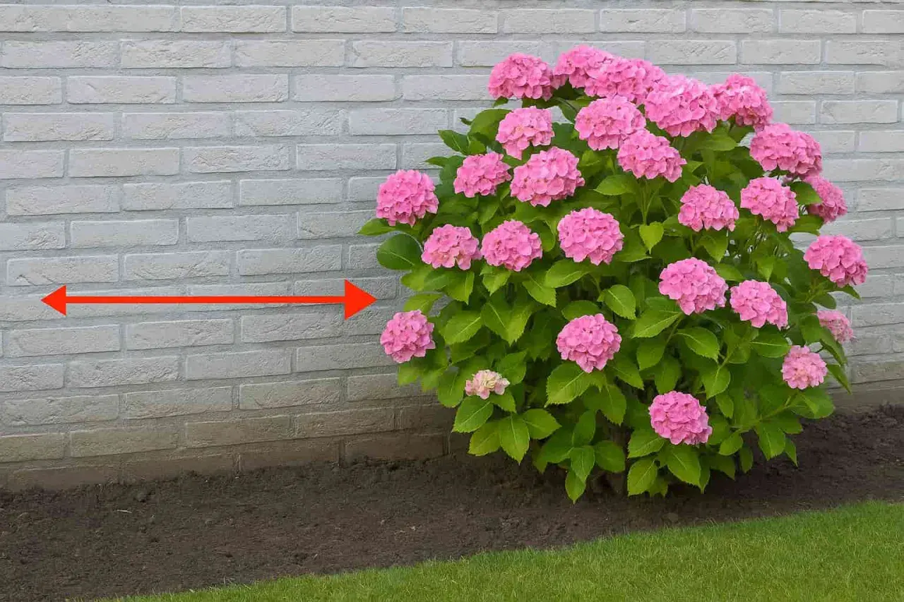 Gros plan sur un magnifique planter hortensia rose, avec une flèche rouge indiquant la distance par rapport au mur de briques.