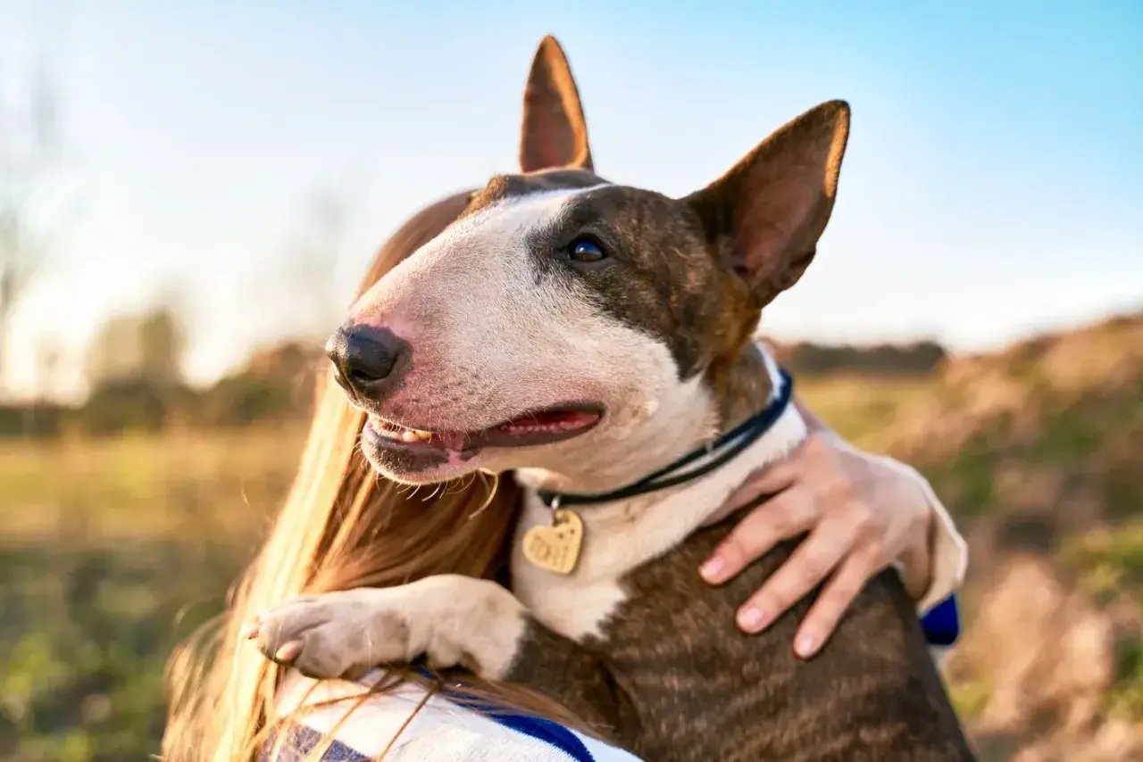 Bull terrier, pies o groźnym wyglądzie, przytula się do swojej pani.
