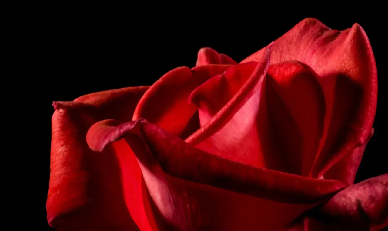 Un primer plano de una rosa roja, sus pétalos aterciopelados invitan a soñar con rosas rojas y la pasión que representan.