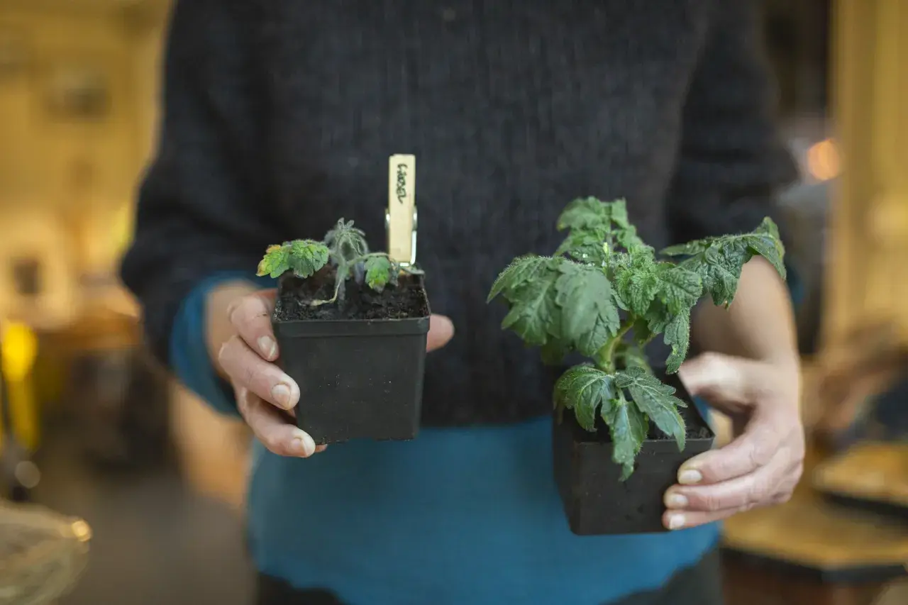 Person håller två tomatplantor. Den ena tomatplantan har friska, gröna blad, medan den andra har tomatblad som krullar sig och ser lite trötta ut.