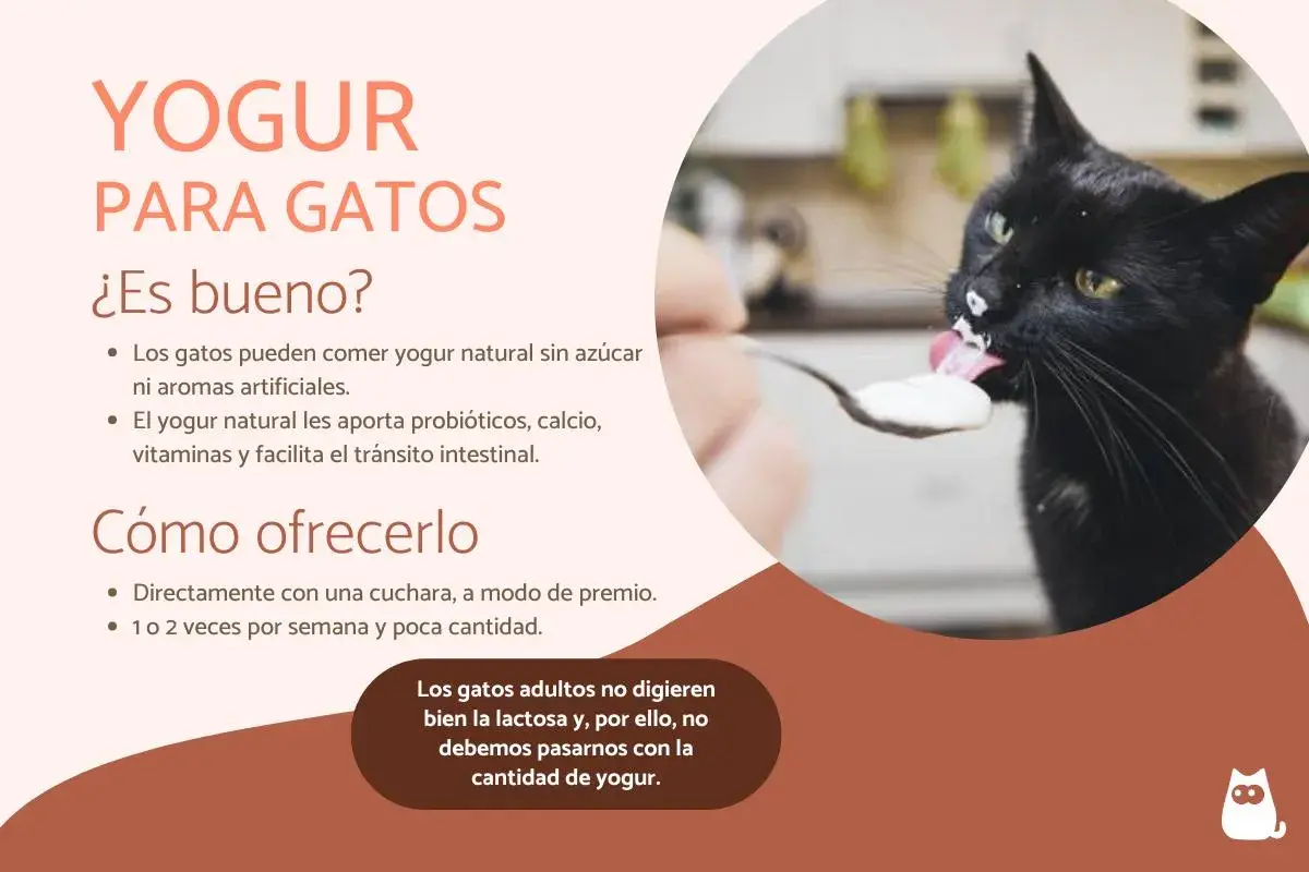 Un gato negro disfruta de yogur natural de una cuchara. Los gatos pueden comer yogur sin azúcar, es bueno para ellos.