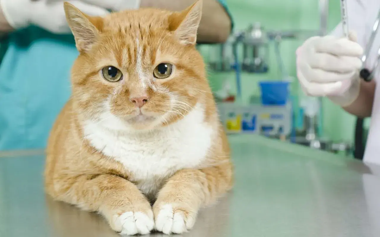 Un chat roux attend sur une table vétérinaire. La question "à quel âge stériliser un chat femelle" est importante pour sa santé.