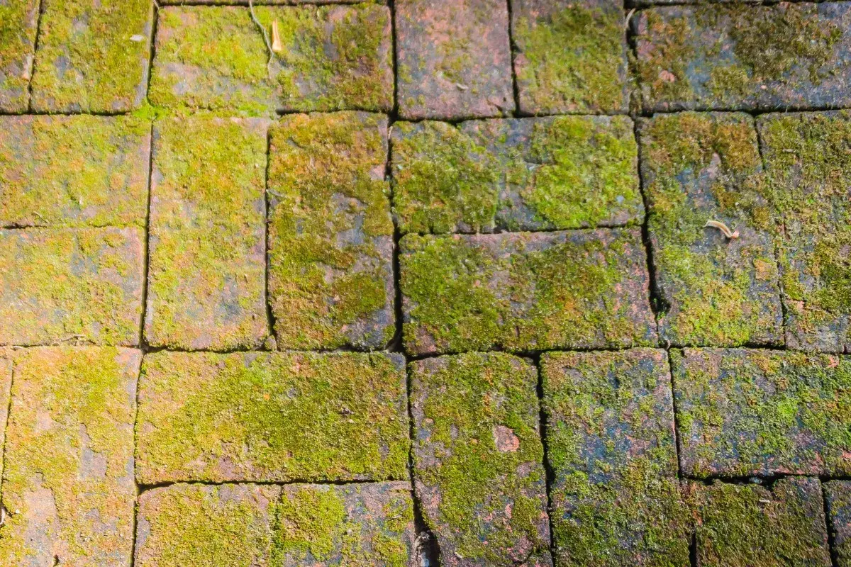 Pavimentazione in mattoni ricoperta di muschio verde. Un rimedio naturale con bicarbonato contro muschio potrebbe ridare vita a questo percorso.