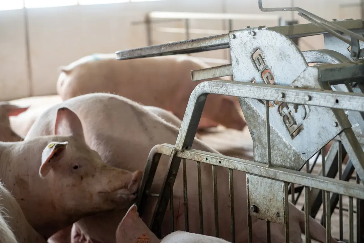 Plusieurs cochons roses dans un enclos, certains en gestation, près d'un distributeur d'aliments métallique.