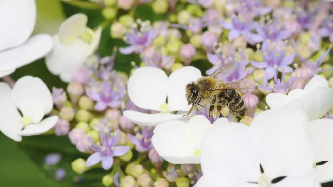 Eine Biene sammelt Nektar auf einer Hortensie. Diese Hortensien sind bienenfreundlich und bieten Nahrung für Insekten.