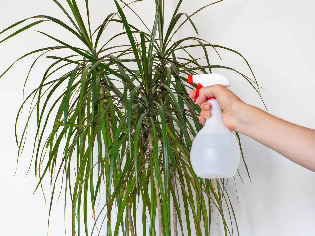 Eine Hand sprüht Wasser auf die langen, grünen Blätter einer Dracaena marginata.