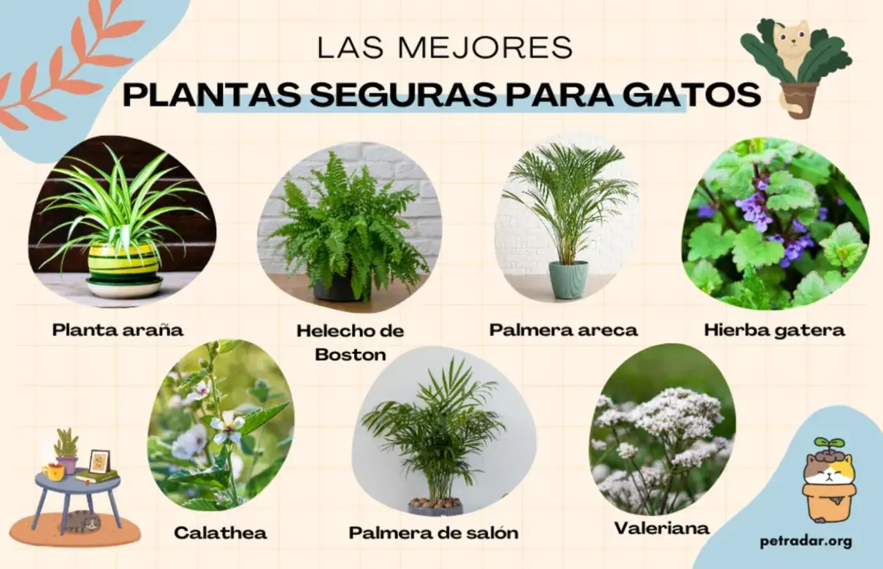 Plantas seguras para gatos: planta araña, helecho de Boston, palmera areca, hierba gatera, calathea, palmera de salón y valeriana. ¡Cuidado! el helecho es tóxico para los gatos.