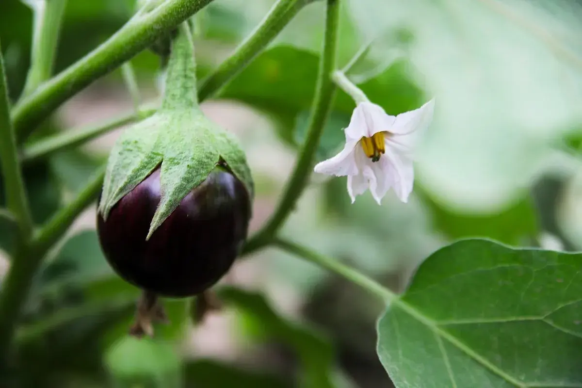 Piccolo frutto di melanzana viola con un fiore bianco accanto. Speriamo che gli afidi melanzane non attacchino presto.
