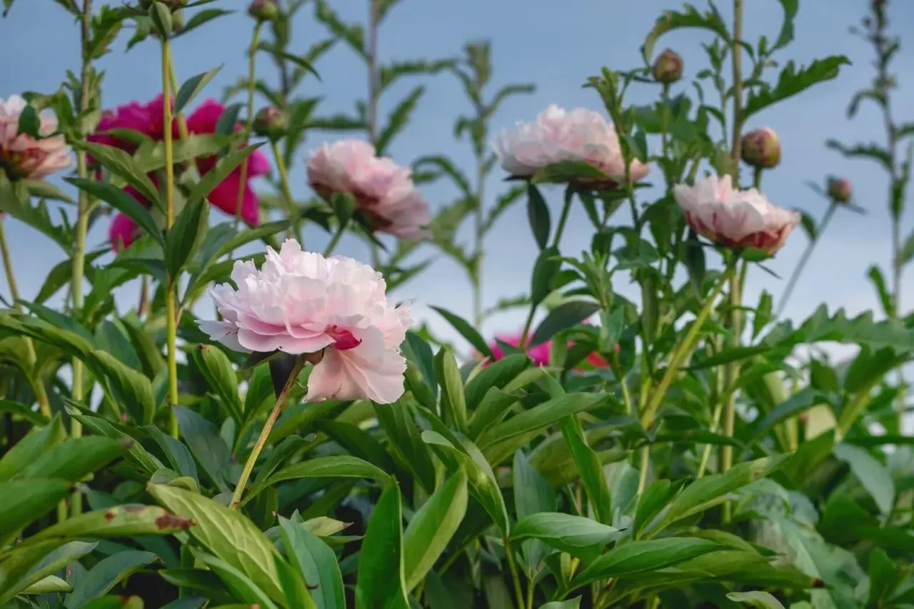 Pivoines roses et fuchsia épanouies, annonçant la belle saison. Leurs pétales délicats se déploient sous un ciel bleu clair.