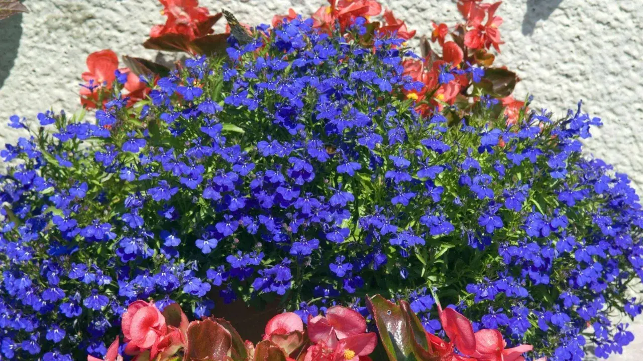 Blaue Lobelien und rote Begonien blühen üppig. Perfekt, welche Blumen im Juli pflanzen, um diesen Anblick zu genießen!