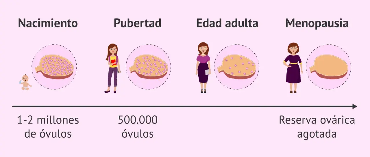 Ilustración muestra la disminución de la reserva ovárica desde el nacimiento hasta la menopausia, con un ovario que contiene menos óvulos en cada etapa.