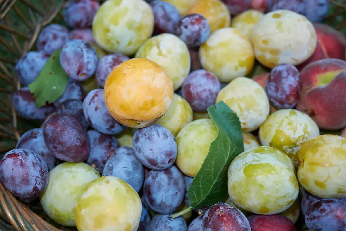 Un panier débordant de différents types de pruniers : des bleues foncées, des jaunes dorées et des vertes pâles, avec quelques pêches rouges.