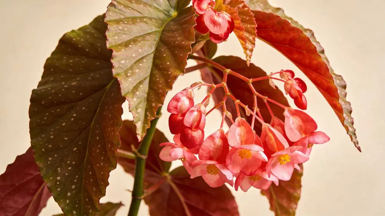 Gros plan sur un begonia d'intérieur aux feuilles marron mouchetées et aux grappes de fleurs roses délicates.