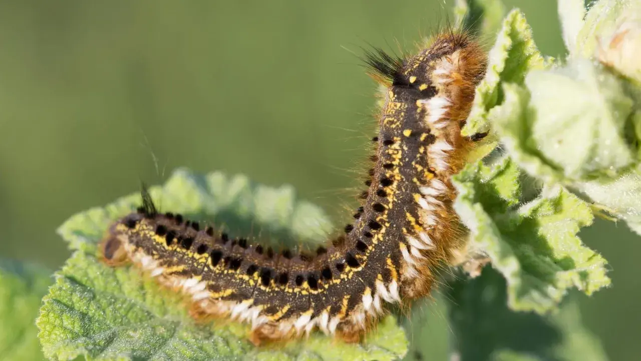 Eine behaarte Raupe mit gelben und schwarzen Flecken frisst an einem grünen Blatt. Hilfreich für das Bestimmen von Raupen.