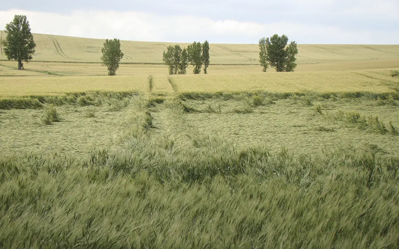 Champ de blé verdoyant, traversé par un chemin. La tige de verse, signe d'un vent fort, a couché une partie des épis.