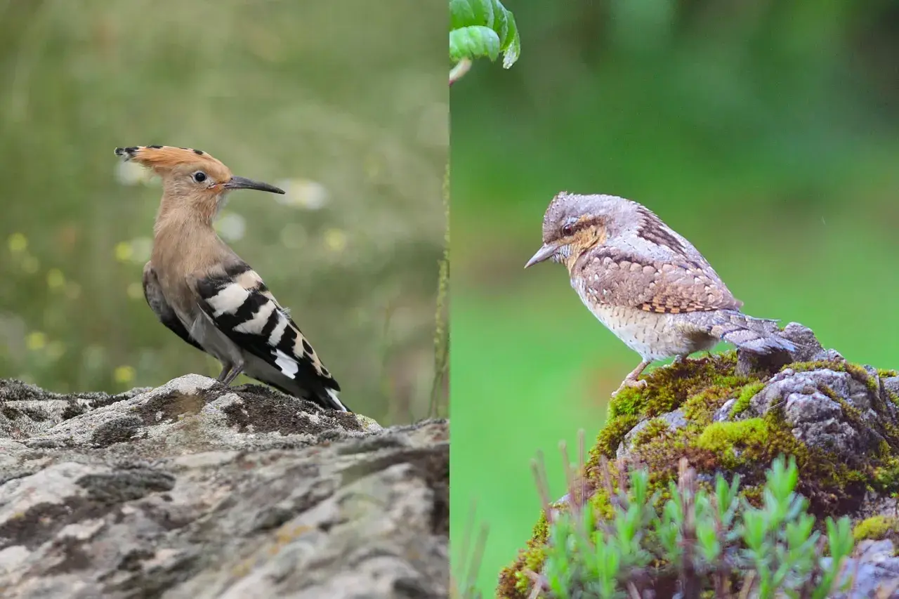 Ein Wiedehopf mit seiner charakteristischen Haube sitzt auf einem Stein. Daneben ein anderer Vogel, der sich tarnt.