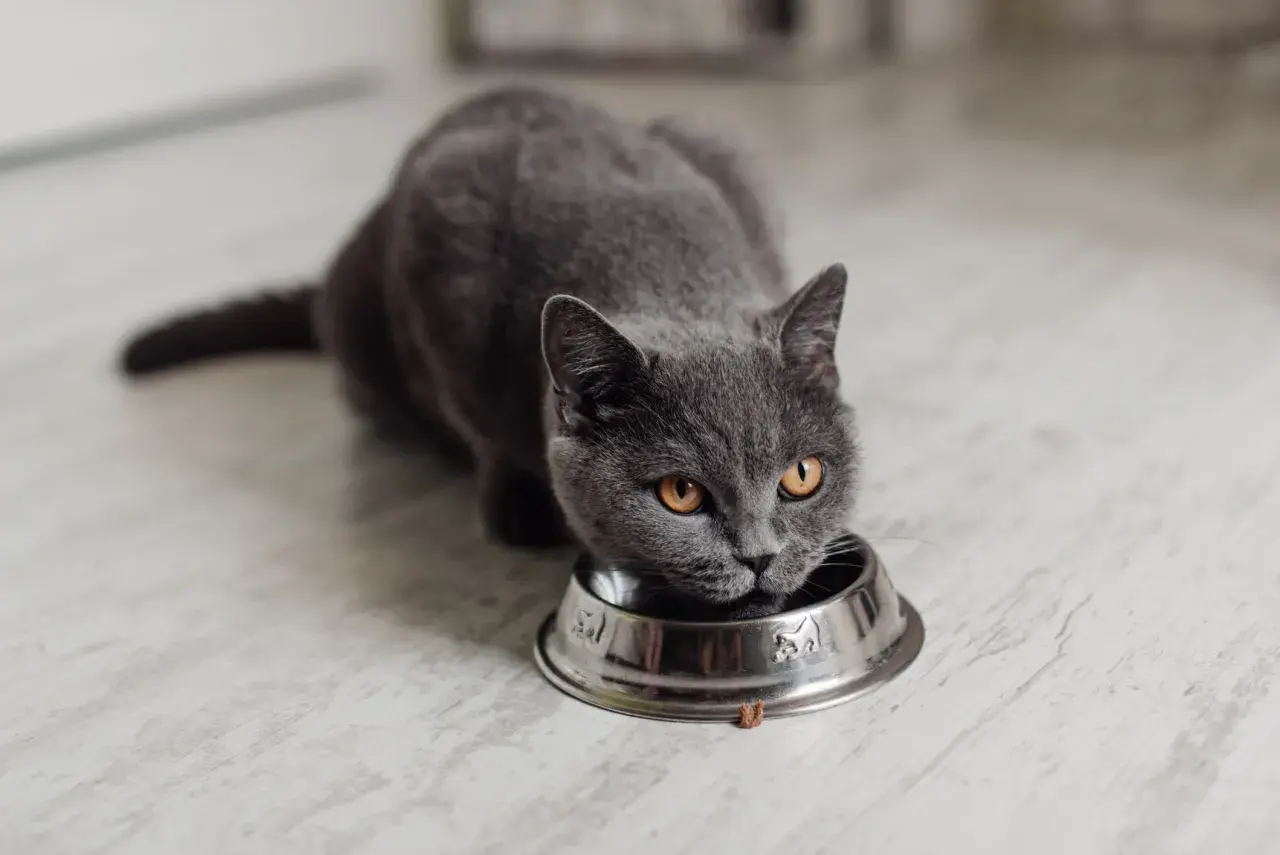 Graue Katze frisst aus Napf. Vielleicht ist das selbstgemachtes Katzenfutter, das sie so genießt.