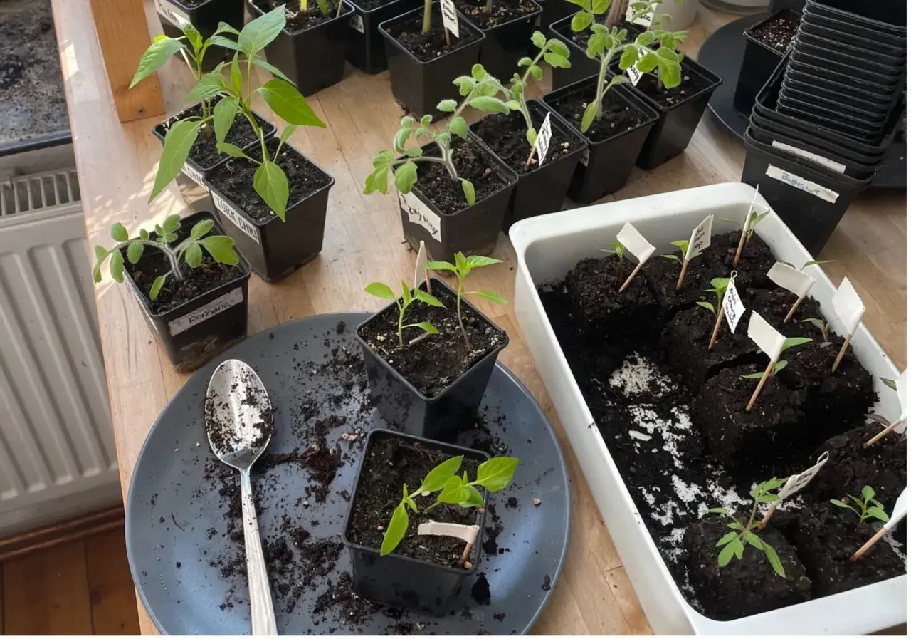 Junge Chili-Pflanzen und Tomaten werden in kleinen Töpfen vorgezogen. Die ersten Blätter sind sichtbar, bereit für die Sonne.