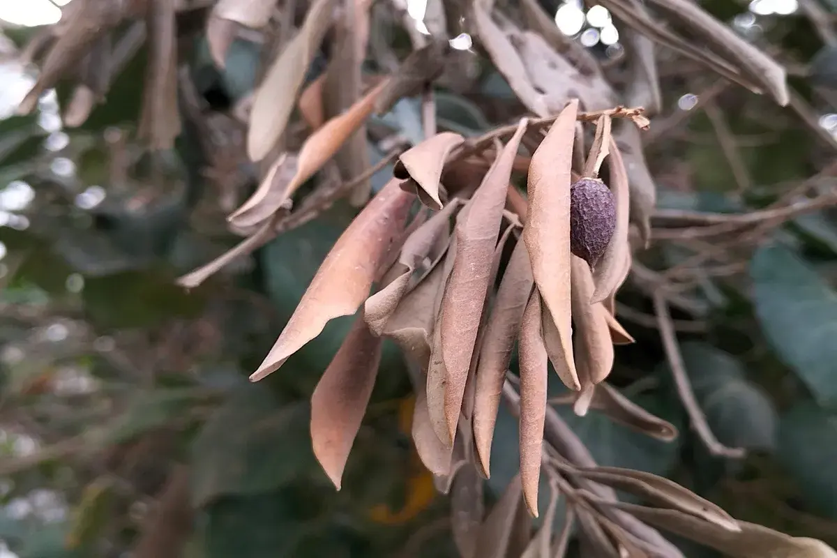 Ramo di ulivo con foglie secche e un'oliva appassita, forse sintomo di malattie del tronco o della corteccia.