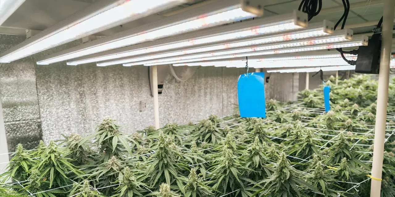 Piante autofiorenti dopo 20 giorni di crescita, rigogliose sotto luci LED in una grow room.