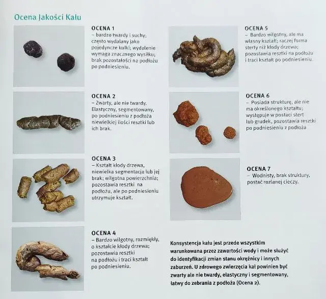 Stolec żółty u psa: co oznacza i jakie są możliwe przyczyny?