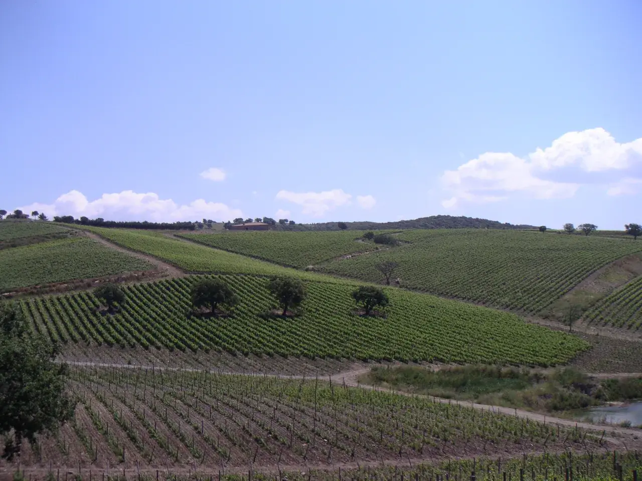 Wzgórza Toskanii, gdzie dojrzewają winogrona na wino Morellino di Scansano.
