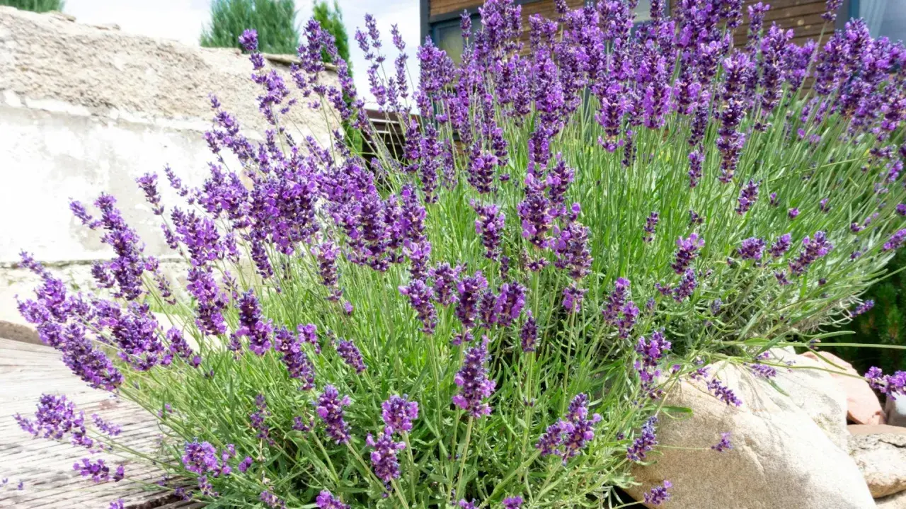 Ein üppiger Busch mit violetten Lavendel-Pflanzen, die vor einer rustikalen Steinmauer und Holzterrasse wachsen.