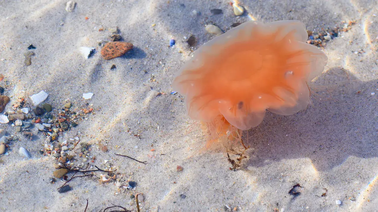 Orange Feuerqualle liegt am Sandstrand. Vorsicht vor einer Feuerqualle Verletzung, ihre Tentakel können brennen.