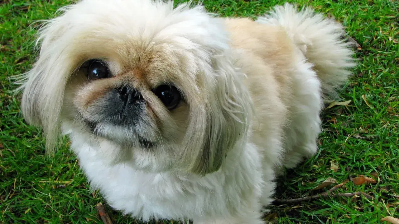 Un pekinés, una de las razas de perros chinos y japoneses, con su pelaje largo y ojos oscuros, mira atentamente sobre el césped verde.