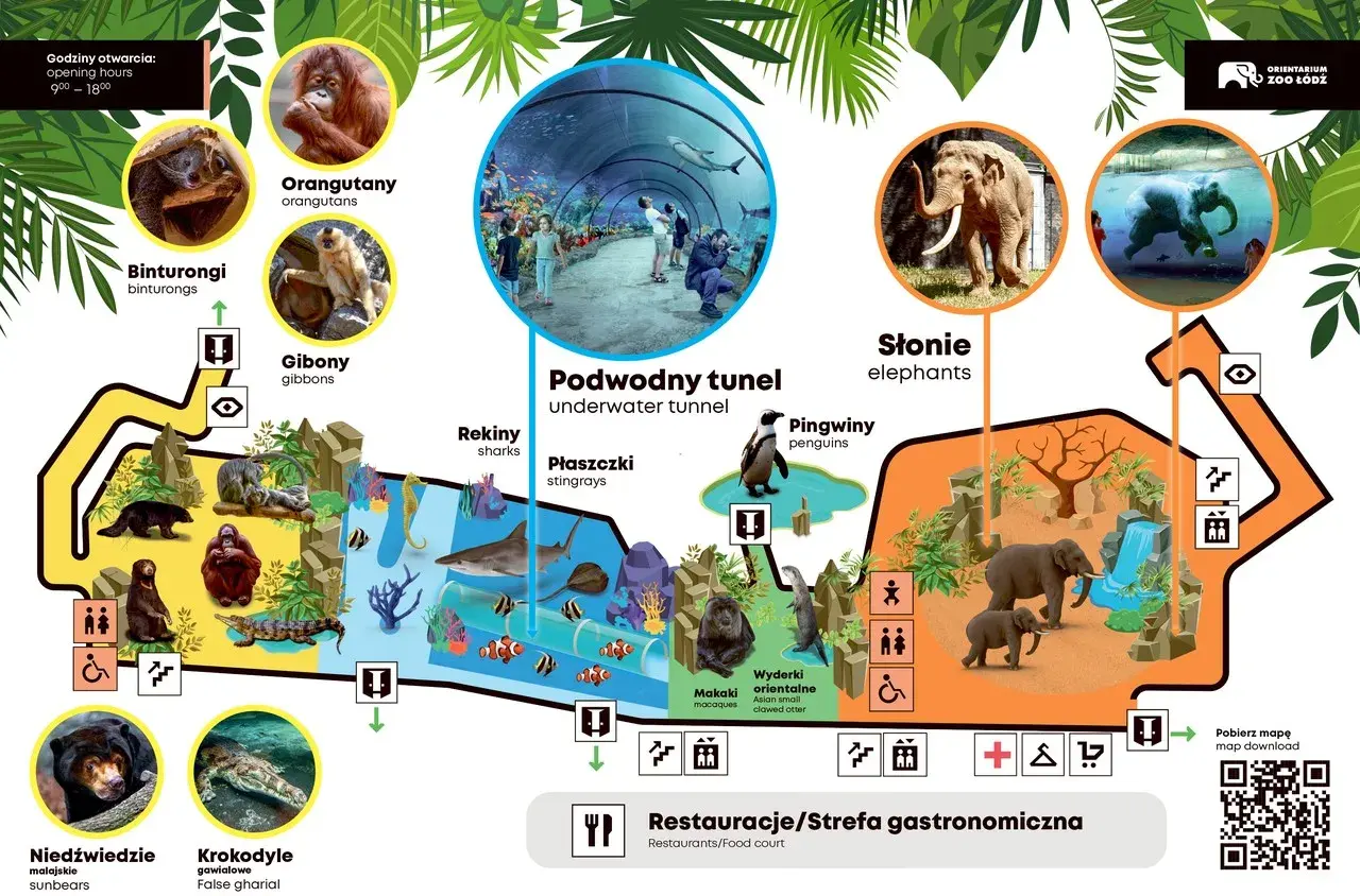 Zoo Łódź zaprasza! Zobacz orangutany, słonie, pingwiny i podwodny tunel. Sprawdź zoo łódź bilety ulgowe.
