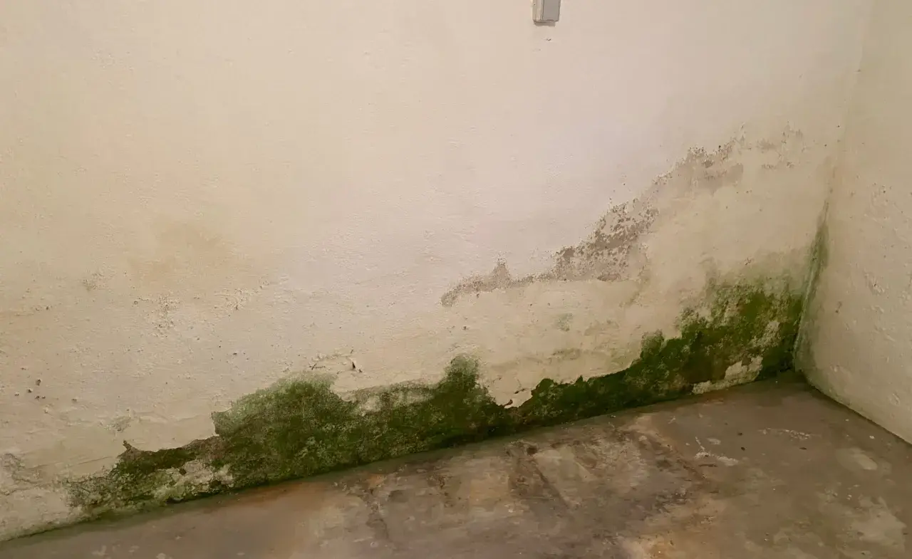 Feuchtigkeit im Keller hat grüne Flecken und abblätternde Farbe an der Wand hinterlassen.