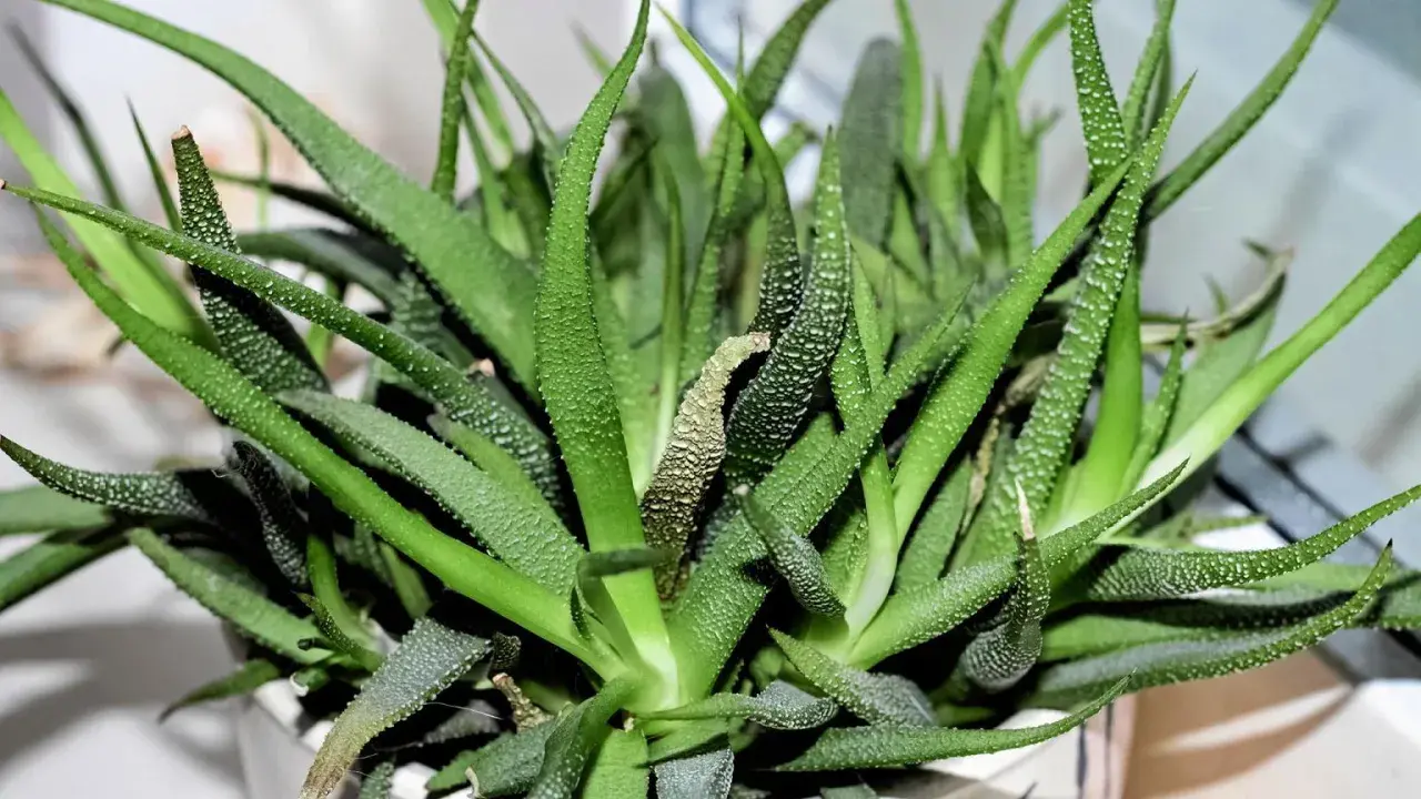 Zielony aloes z białymi kropkami, potrzebuje podlewania. Liście są lekko pomarszczone, co sugeruje, że roślina jest spragniona.
