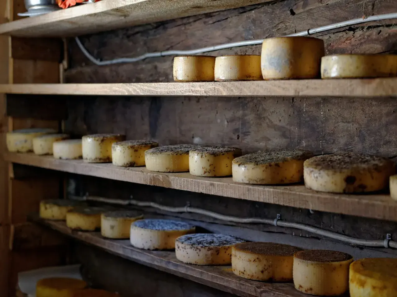 Formaggi sottovuoto di varie dimensioni e stagionature riposano su scaffali di legno grezzo, pronti per essere gustati.