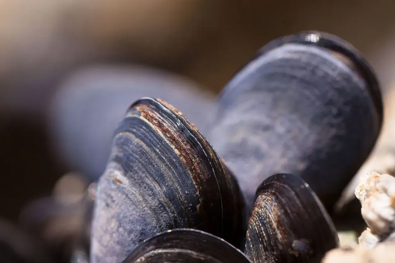 Gros plan sur des moules sombres et texturées, prêtes à être récoltées par un éleveur de moules.
