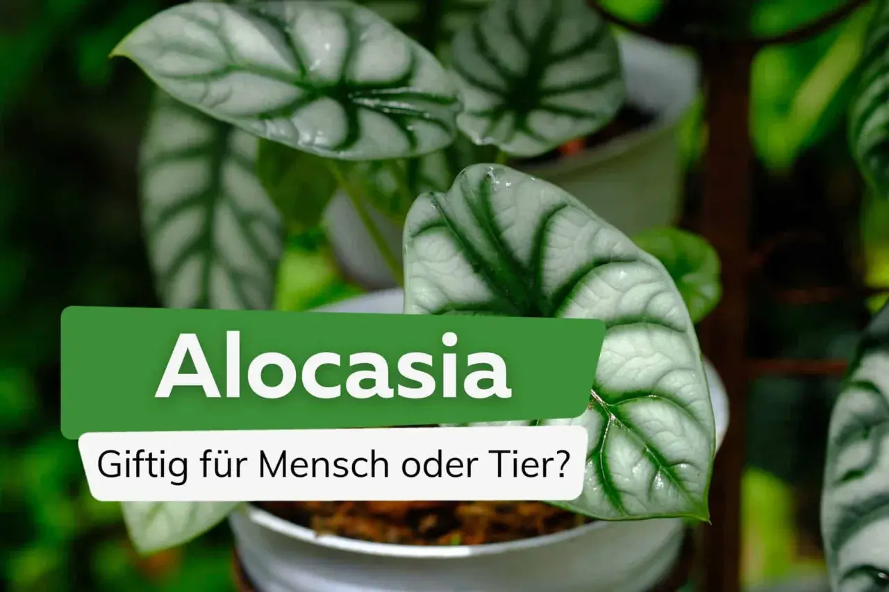 Alocasia-Blätter, die an die Muster auf dem Fell einer Katze erinnern, mit der Frage: Giftig für Mensch oder Tier?
