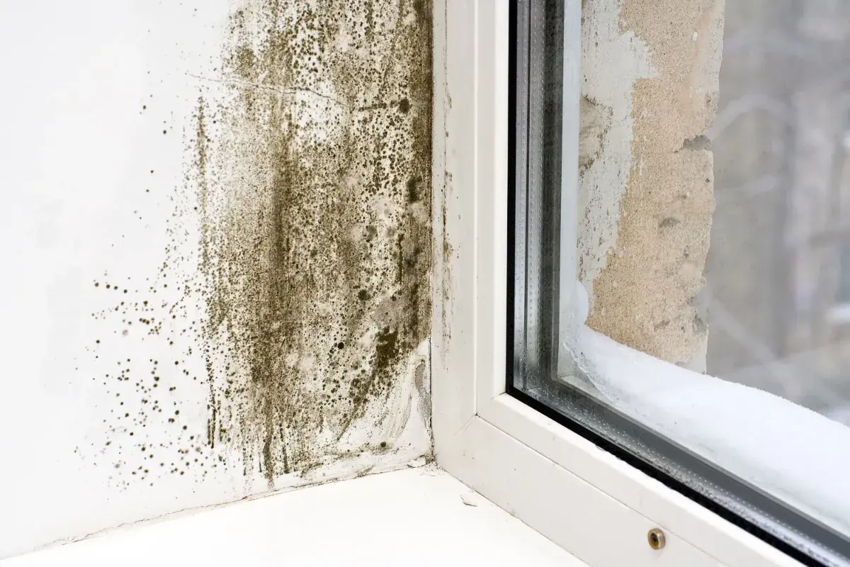 Moisissure sur un mur près d'une fenêtre, signe d'un taux d'humidité élevé dans l'appartement.