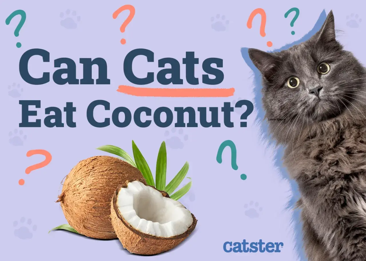 A fluffy gray cat looks at the camera, surrounded by question marks. Coconuts are shown, prompting the question: can cats have coconut?