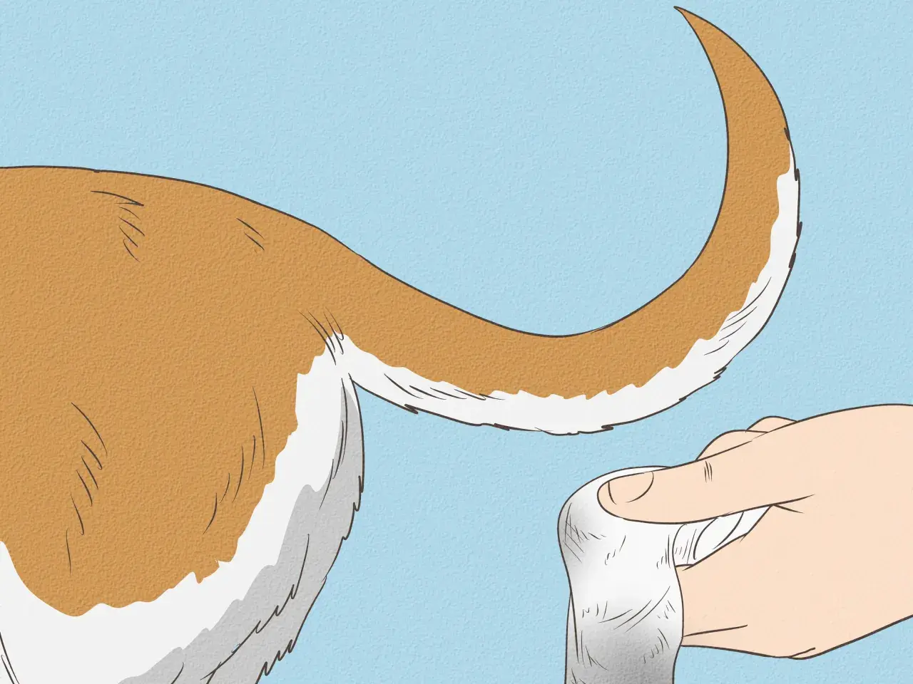 Mano tocando la cola de un perro, posiblemente para evaluar si sufre del síndrome de la cola fría.