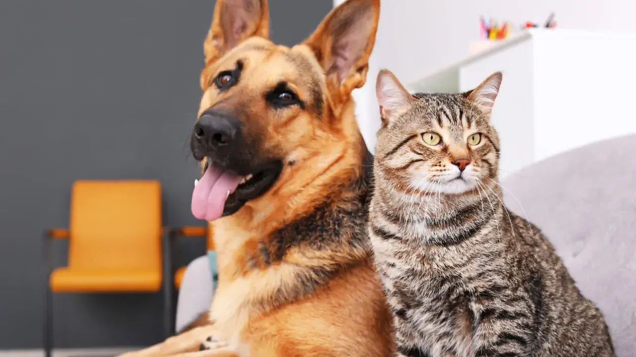 Un perro pastor alemán y un gato atigrado sentados juntos, mostrando la diversidad de que son los perros y sus amigos felinos.