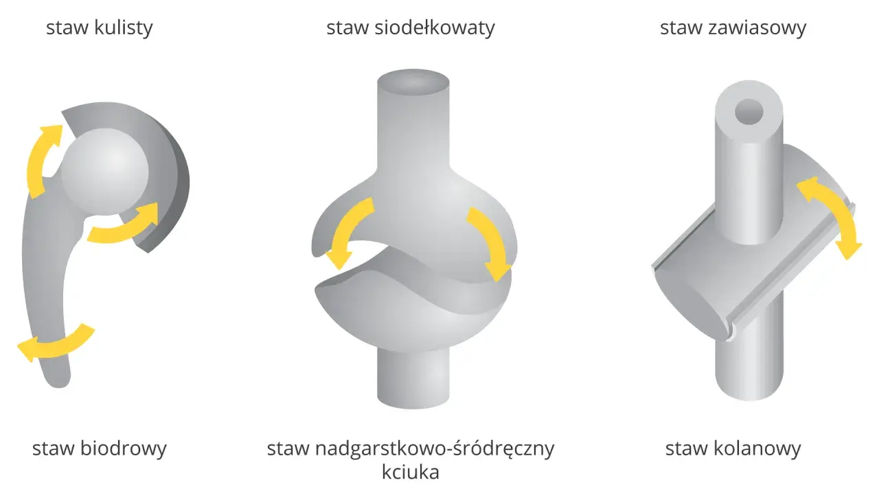 Ilustracja przedstawia trzy rodzaje stawów: kulisty (biodrowy), siodełkowaty (nadgarstkowo-śródręczny kciuka) i zawiasowy (kolanowy), pokazując ich ruchomość.