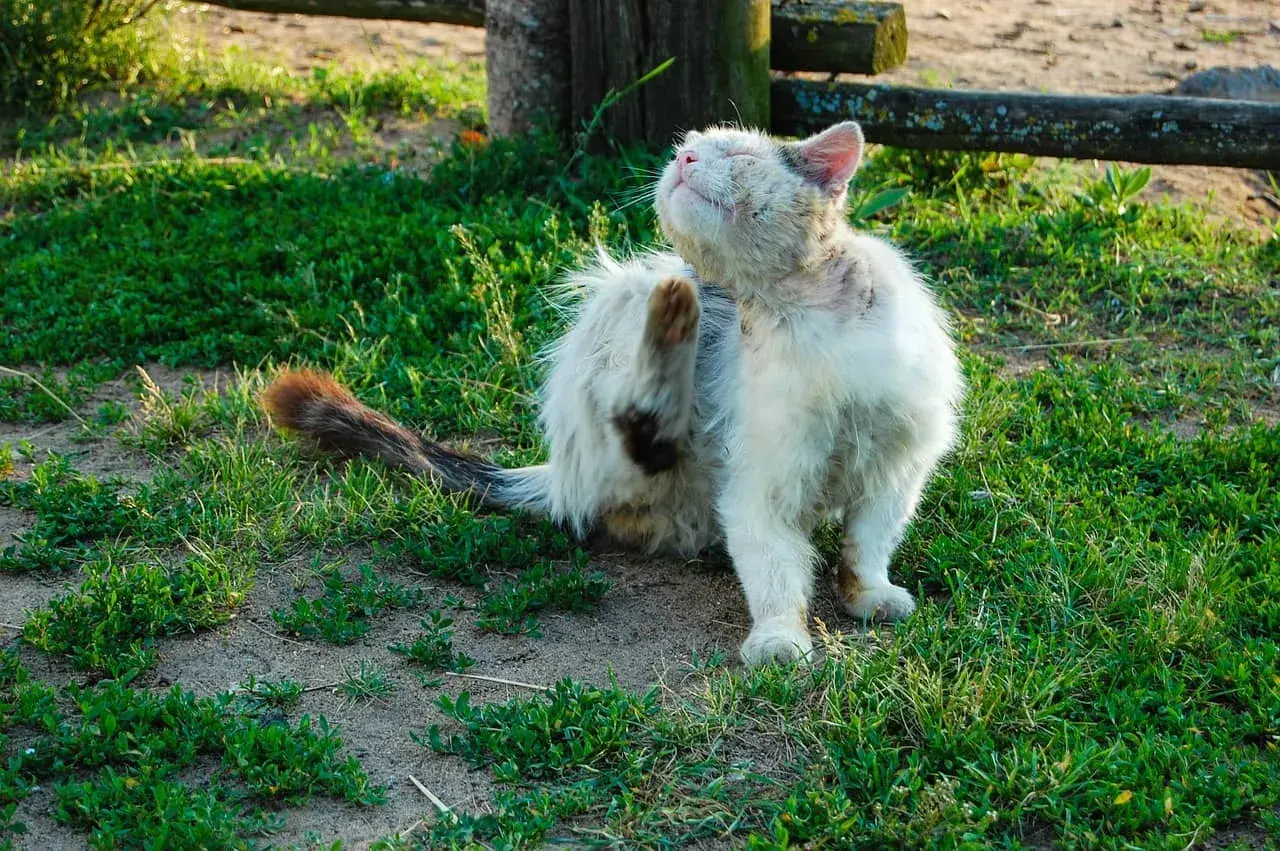 Puszysty kot z syndromem Downa drapieżnie się drapie, siedząc na trawie.