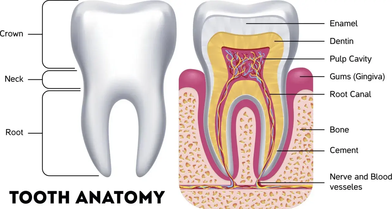 Anatomia zęba: korona, szyjka, korzeń, szkliwo, zębina, miazga, dziąsło, kanał korzeniowy, kość, cement, nerwy i naczynia.