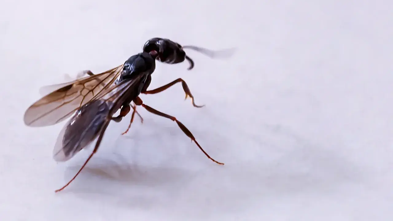 Formica alata in volo. Le formiche sono fondamentali per l'ecosistema, aiutano a disperdere semi e a decomporre materia organica.