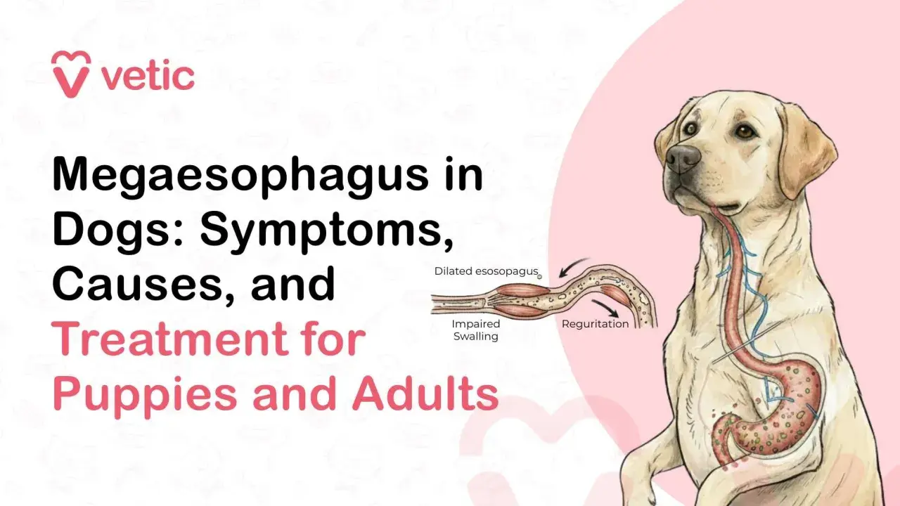 Illustration showing a dog with megaesophagus, a condition causing dilated esophagus and impaired swallowing, leading to regurgitation.