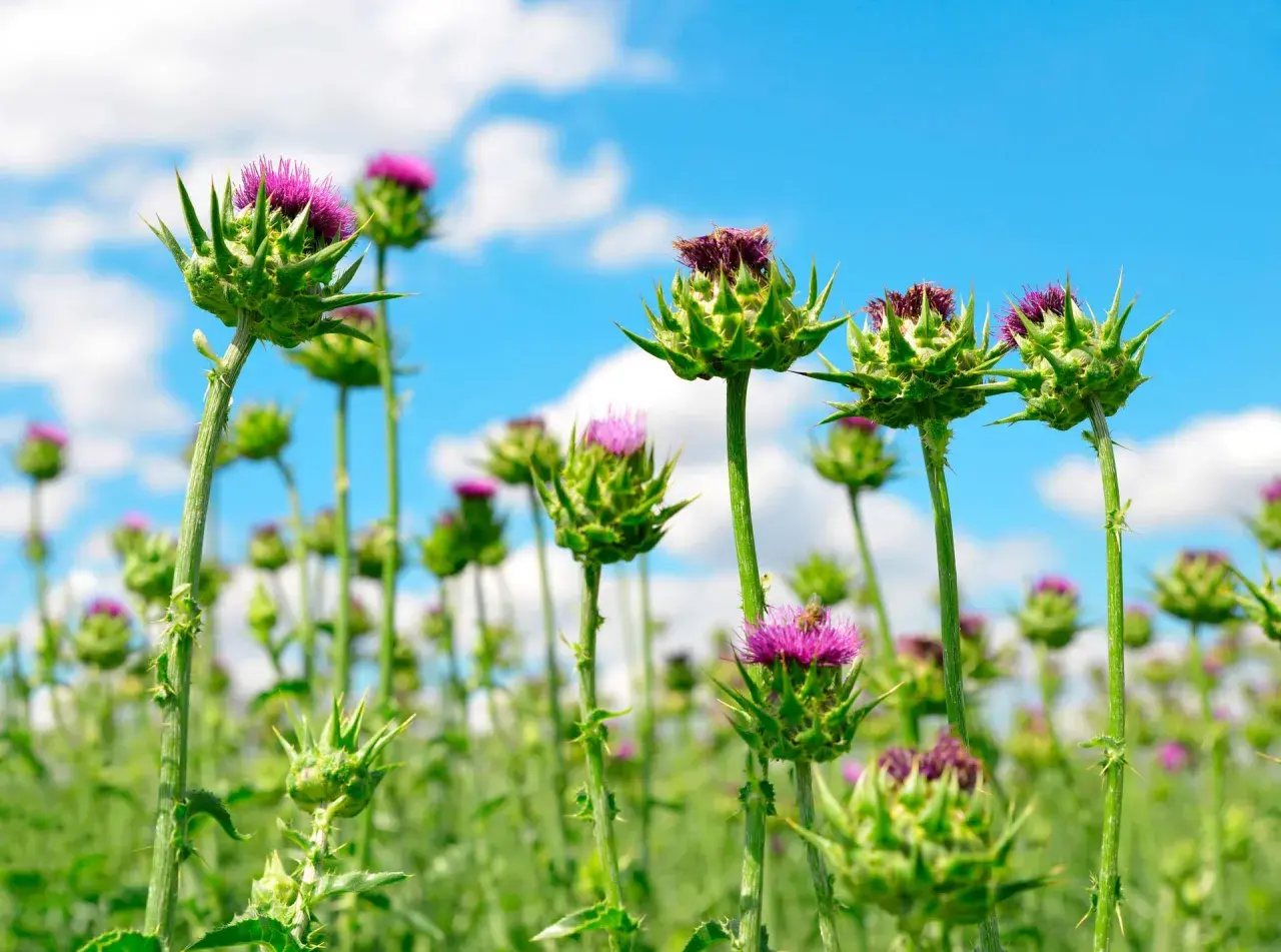 Un campo di cardo fiore sotto un cielo azzurro con nuvole bianche. I fiori viola spuntano da boccioli verdi e spinosi.