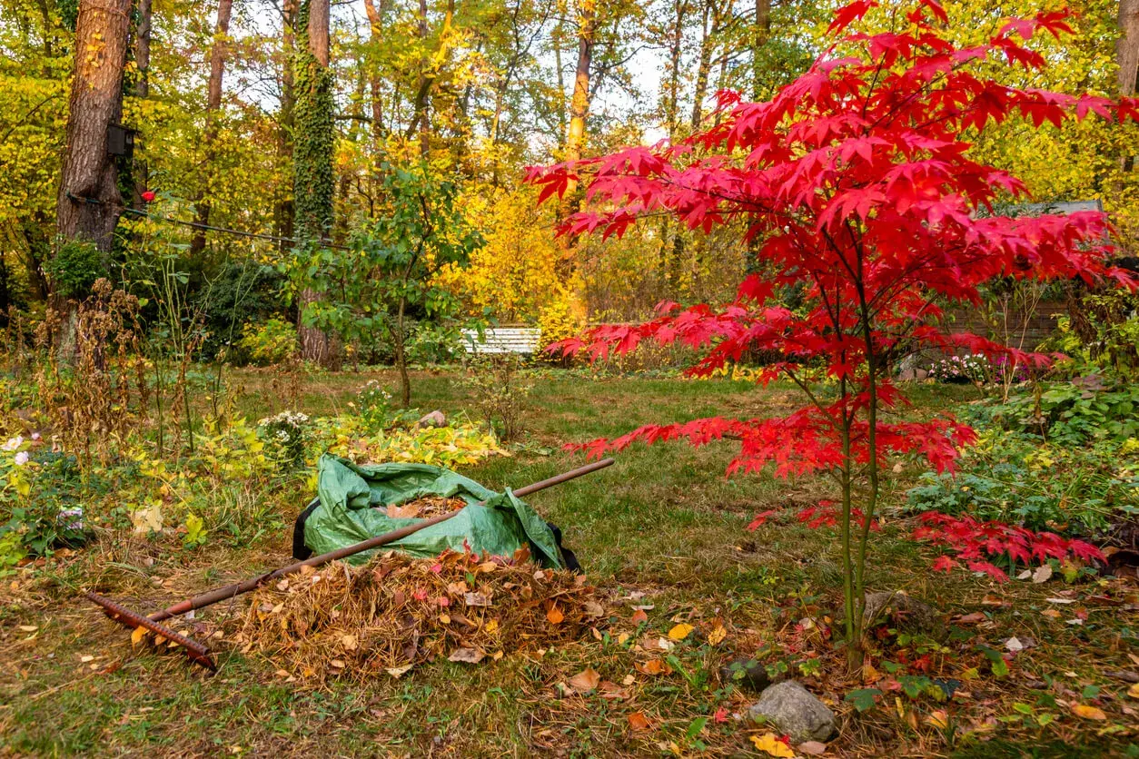Herbstliche Gartenarbeit: Ein leuchtend roter Ahorn steht neben einem Haufen Laub und einer grünen Sammeltasche, bereit für das Ahorn schneiden.