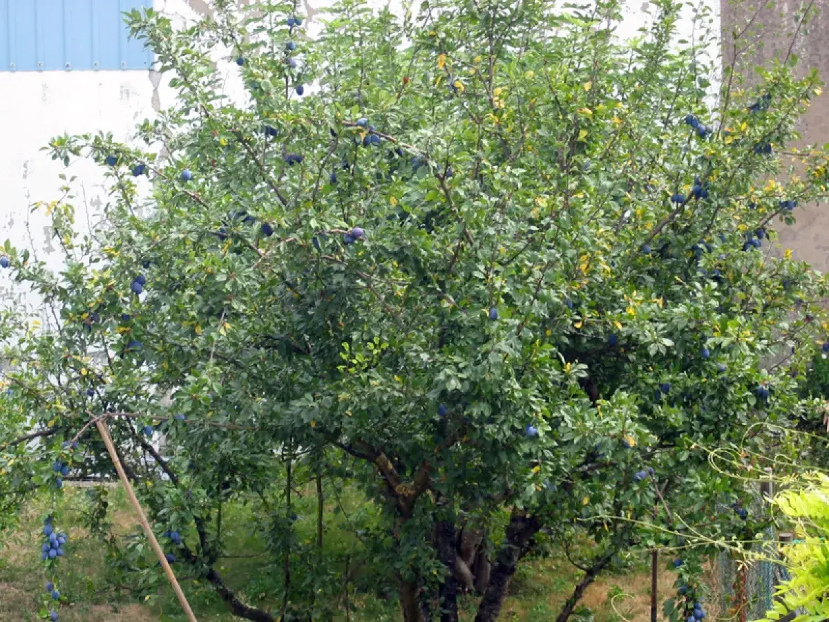 Arbre fruitier chargé de prunes bleues, prêt pour la récolte. Quand tailler les pruniers ? Après la récolte, idéalement.