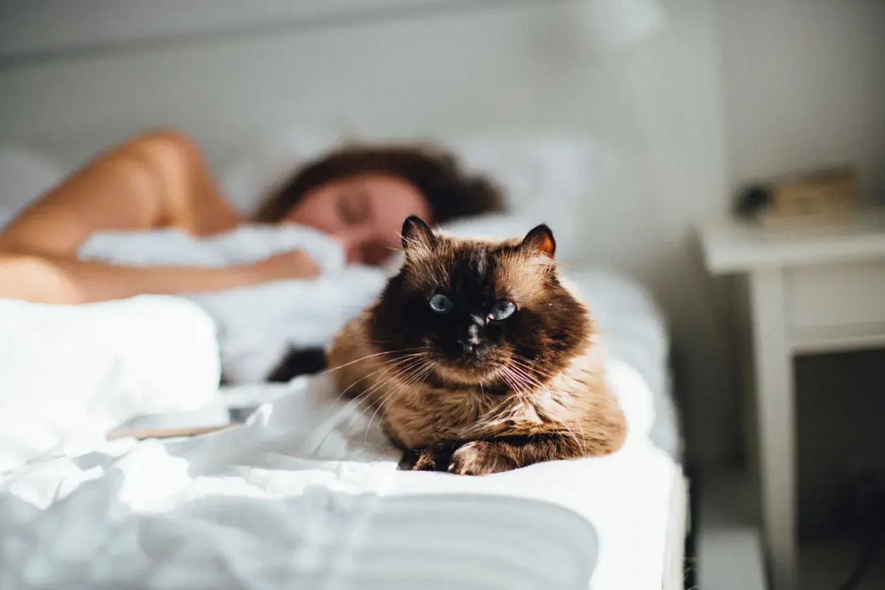 Ein flauschiger, brauner Kater mit blauen Augen liegt auf einem weißen Bett, während eine Person im Hintergrund schläft. Hoffentlich pinkelt die Katze nicht ins Bett!