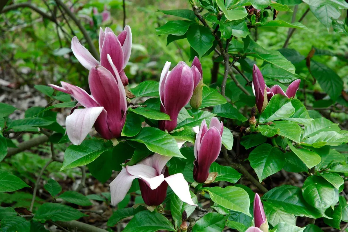 Magnolias aux teintes pourpres et blanches, leurs pétales délicats semblent lutter contre une maladie, mais leur beauté persiste.