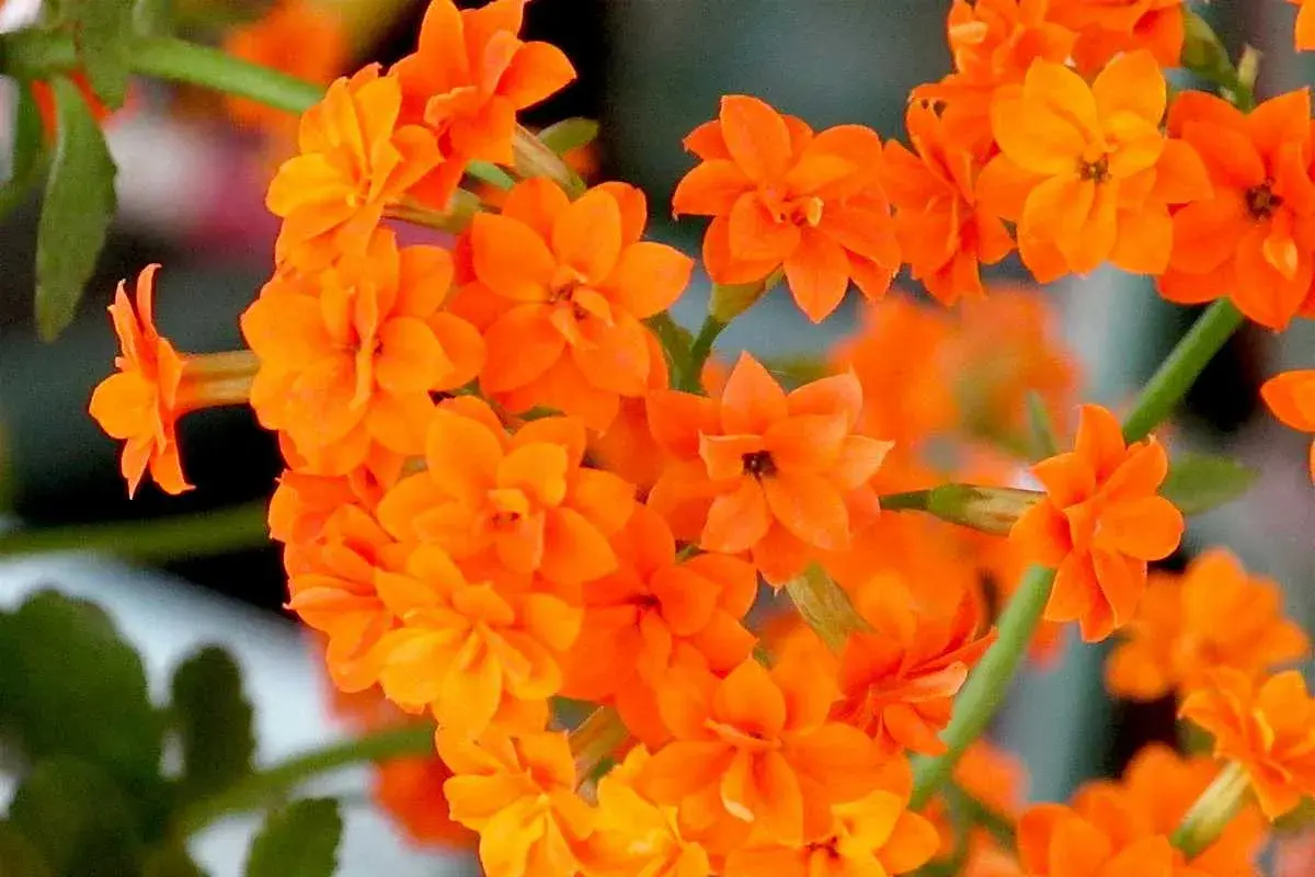 Grappe de fleurs orange vif de Kalanchoe blossfeldiana, aux pétales délicats et aux tiges vertes.